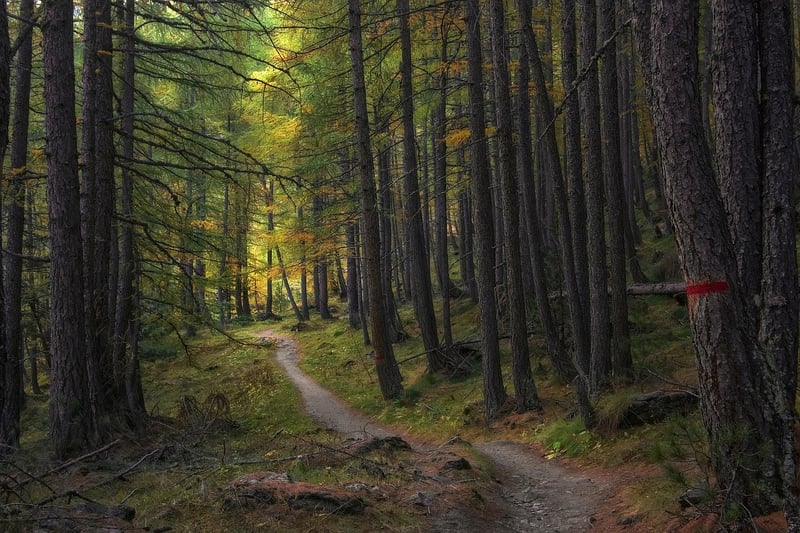 Eternal Forest