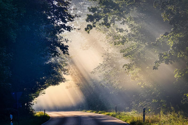 Forest Sunlight