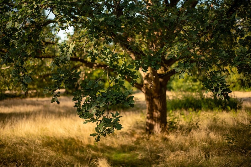 Sunlight in Forest